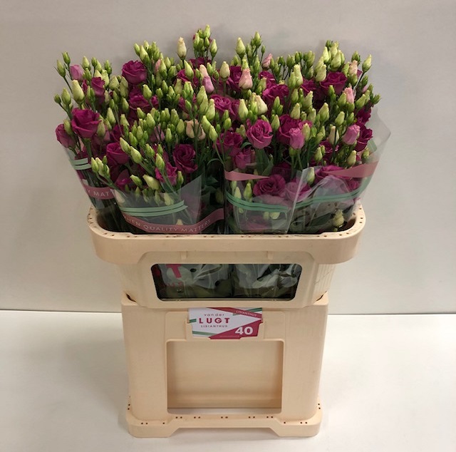 Lisianthus du rosita red.jpg
